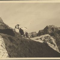 Monemvasia goat on a stone wall